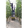 MAEL01-C (En finca)