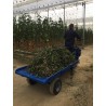 PLATAFORMA BASCULANTE OPCIONAL