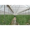 Tizona Evolution en cultivo de tomate
