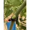 Cuchillo Pimentero